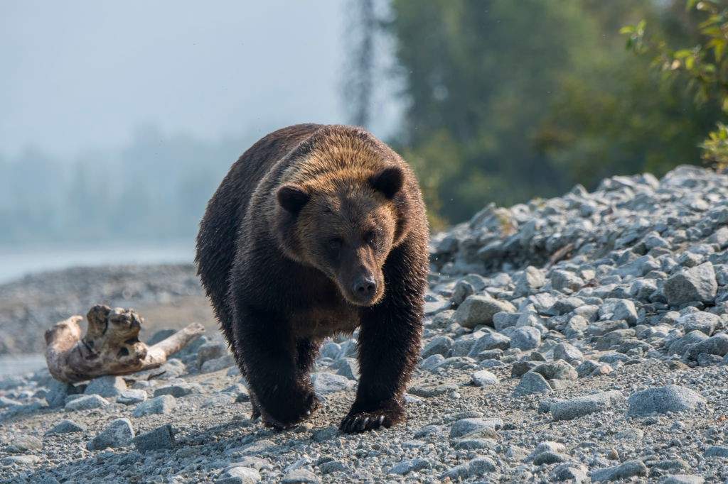A file photo of a Brown bear walking and looking for salmon on a beach along the shore of Lake Crescent in Lake Clark National Park and Preserve, Alaska, USA.