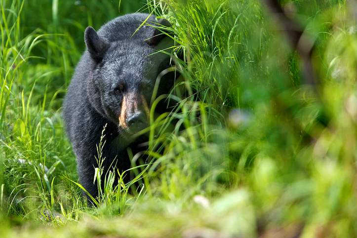 Two people died earlier this week in northern Saskatchewan following, what the province initially described, as a "wildlife incident." It confirmed Friday that the wildlife involved was a bear.