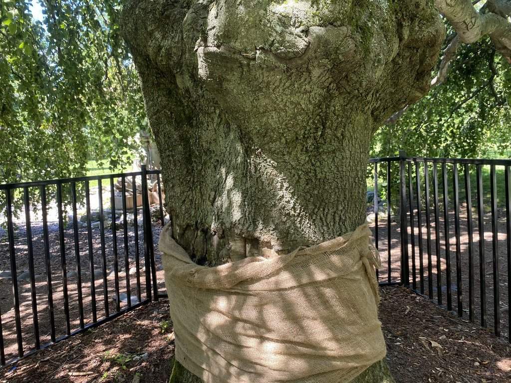 A European Weeping Beech tree in the Halifax Public Gardens, that has now been the subject of two vandalism incidents, is shown on Sunday, July 26, 2026.  
