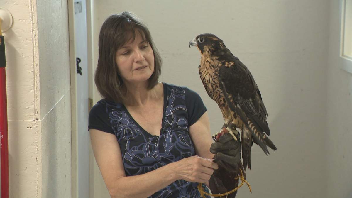 Nancy Wheeldon and Phoebe the falcon.