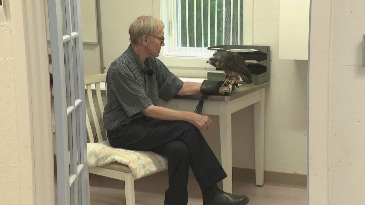 Robert Wheeldon and a young peregrine falcon at Parkland Mews Falconry.