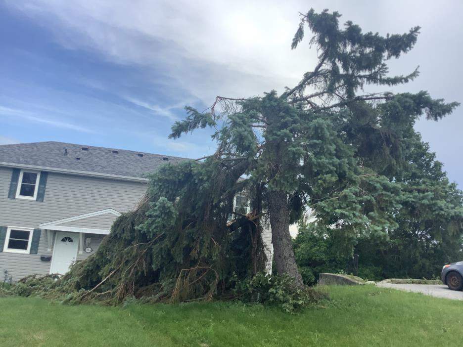 A large tree was snapped after an EF0 tornado made its way through the Kingston, Ont., area on June 30.