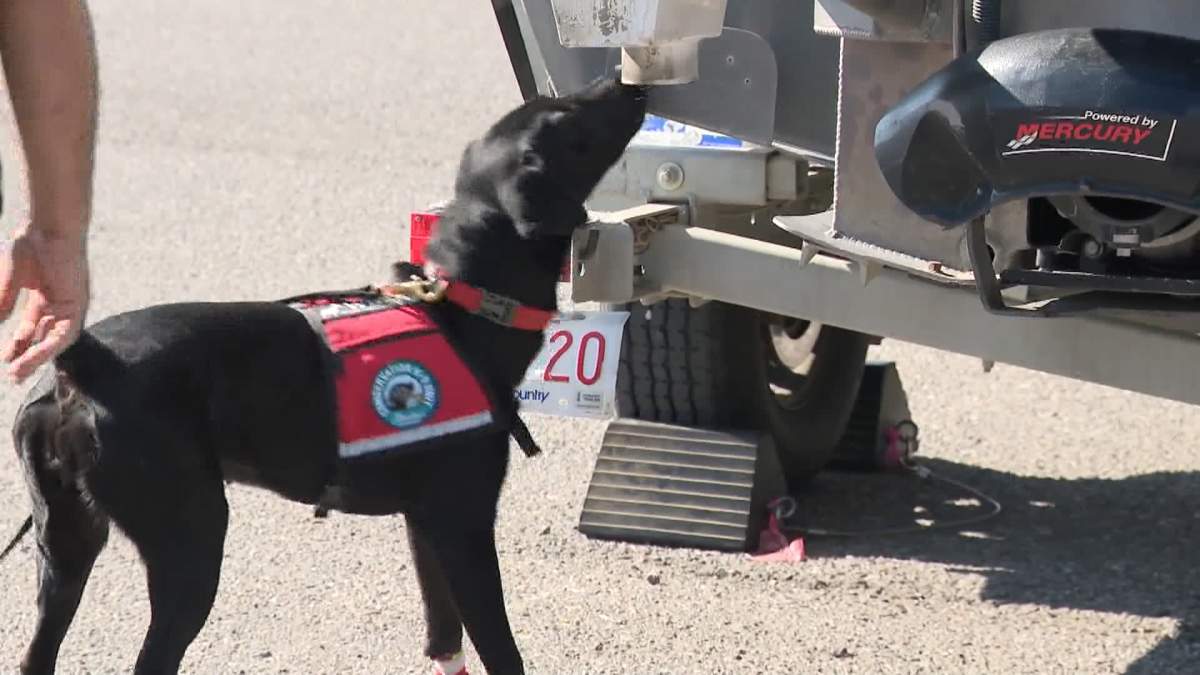 The mussel detection dogs take about half the time as their human handlers to identify any invasive species on a watercraft.