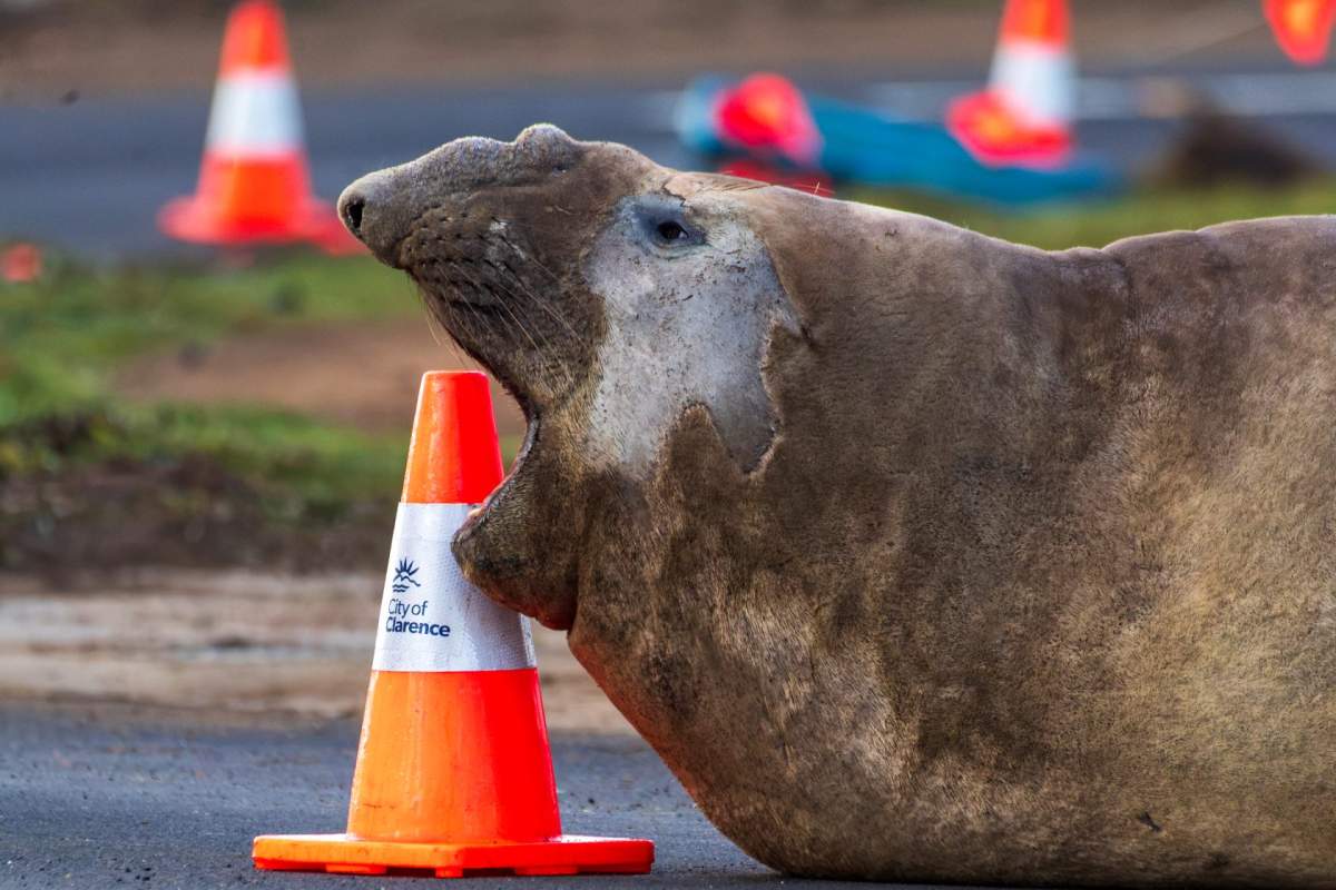 Neil the seal