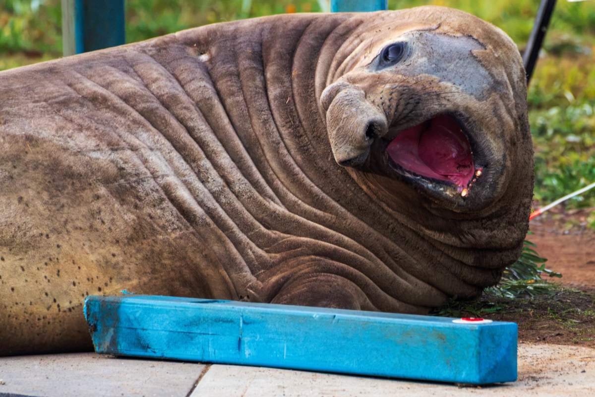 In this photo provided by Sam Volker Photography, Neil the Seal, a 1,000 kg (2,200 pound) elephant seal, looks over a bollard he has damaged in Tasmania, Australia, June 27, 2026.