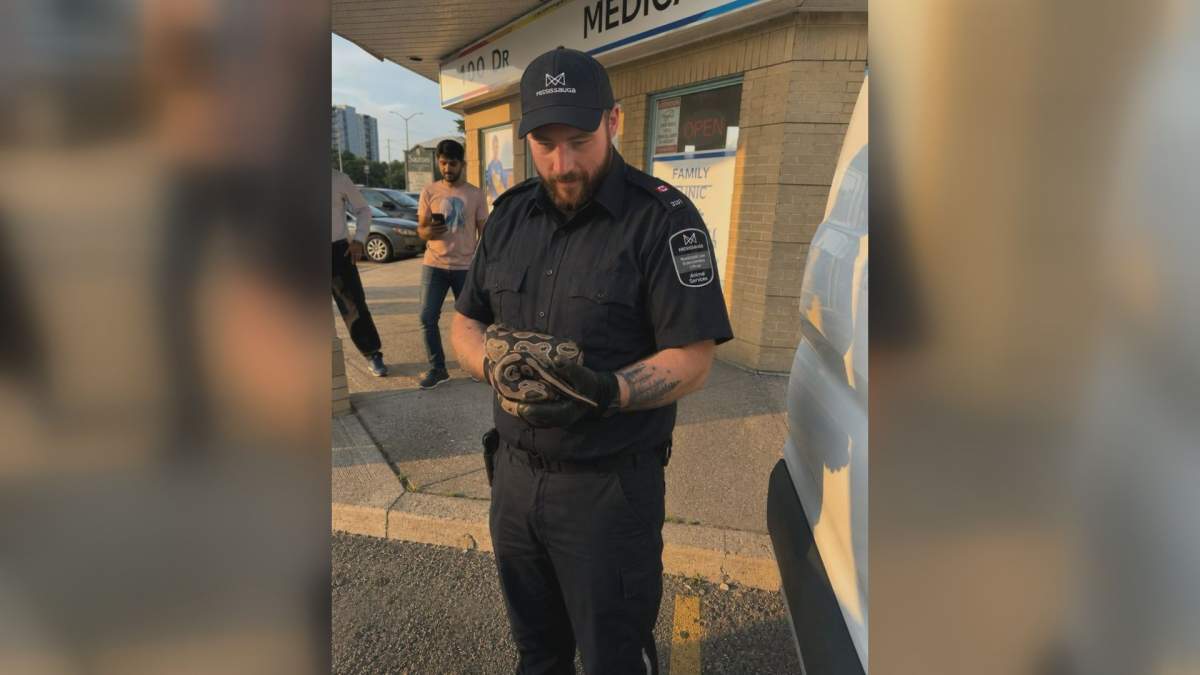 A Mississauga Animal Services officer holds a python after it was found in a vehicle engine compartment on July 13, 2026.