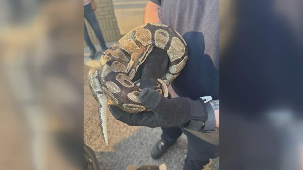 A python is pictured on July 13 in the hands of a Mississauga Animal Services officer after it was found in a vehicle's engine compartment.