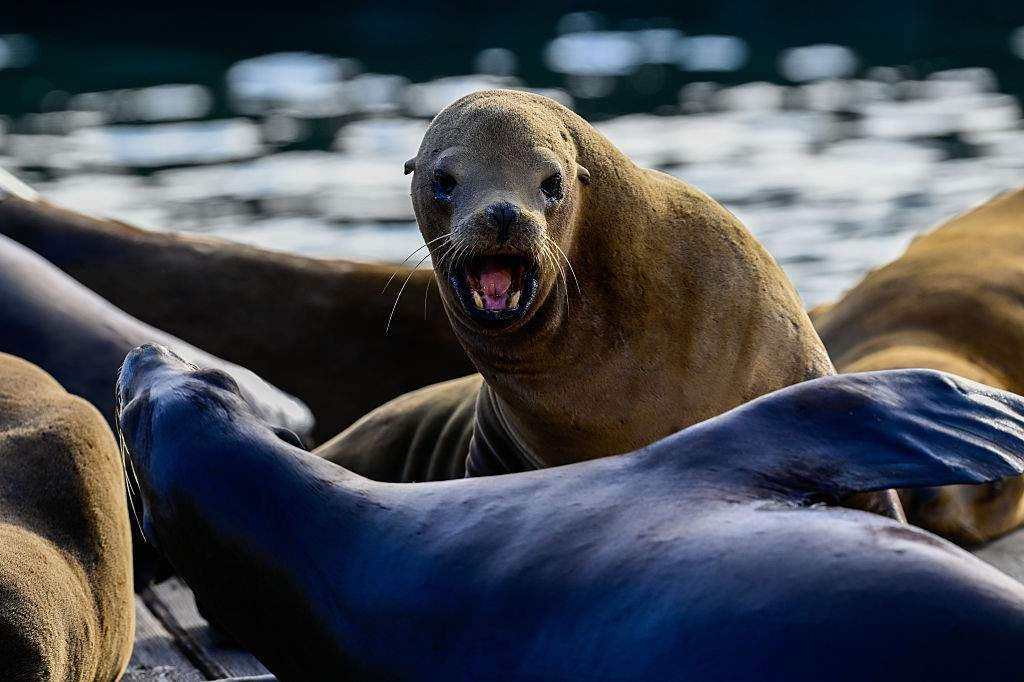 A file photo of a view of Sea Lions at Pier 39 of Fisherman's Wharf in San Francisco, California, United States on August 16, 2025.