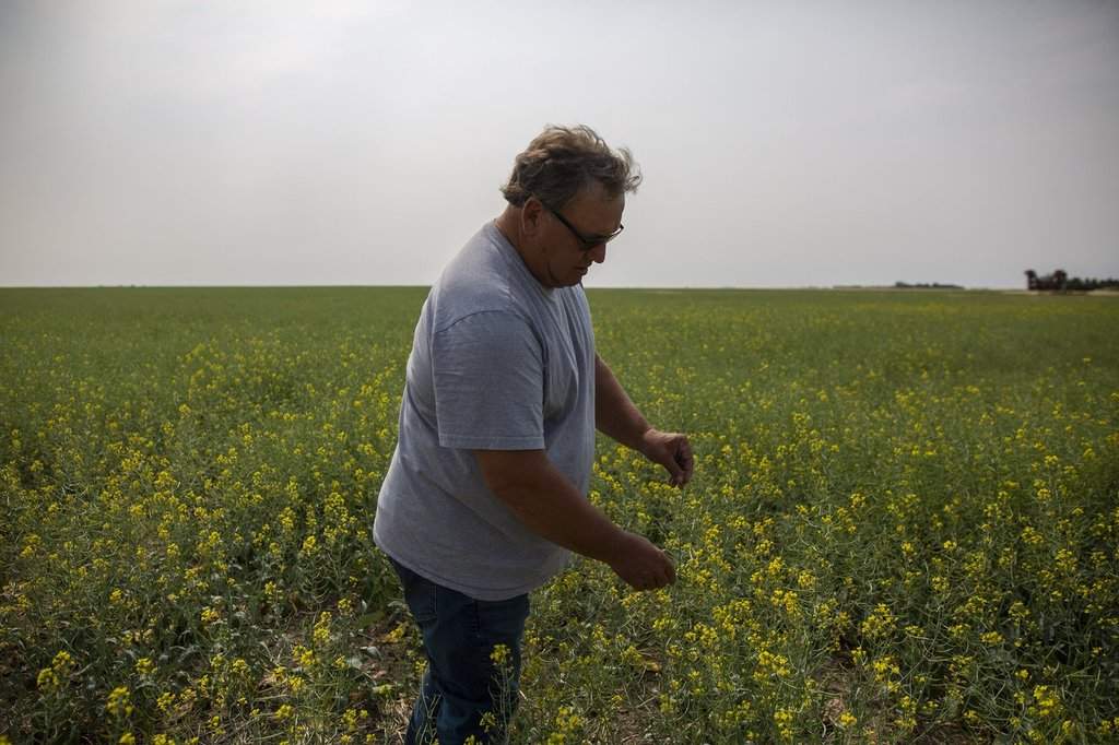 Sen. Todd Lewis inspects canola at his farm near Gray, Sask., on Thursday, July 29, 2021, during his term as president of the Agricultural Producers Association of Saskatchewan. 