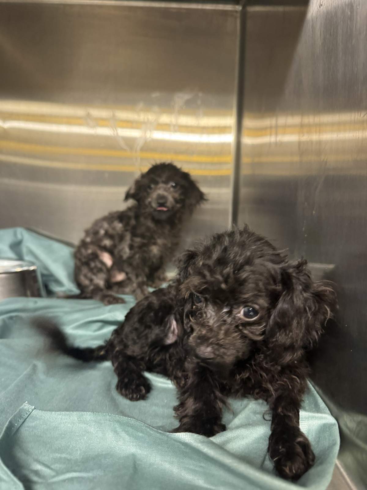 Two of the 97 dogs taken from a home in Fort McMurray on Tuesday, Aug. 25, 2026.