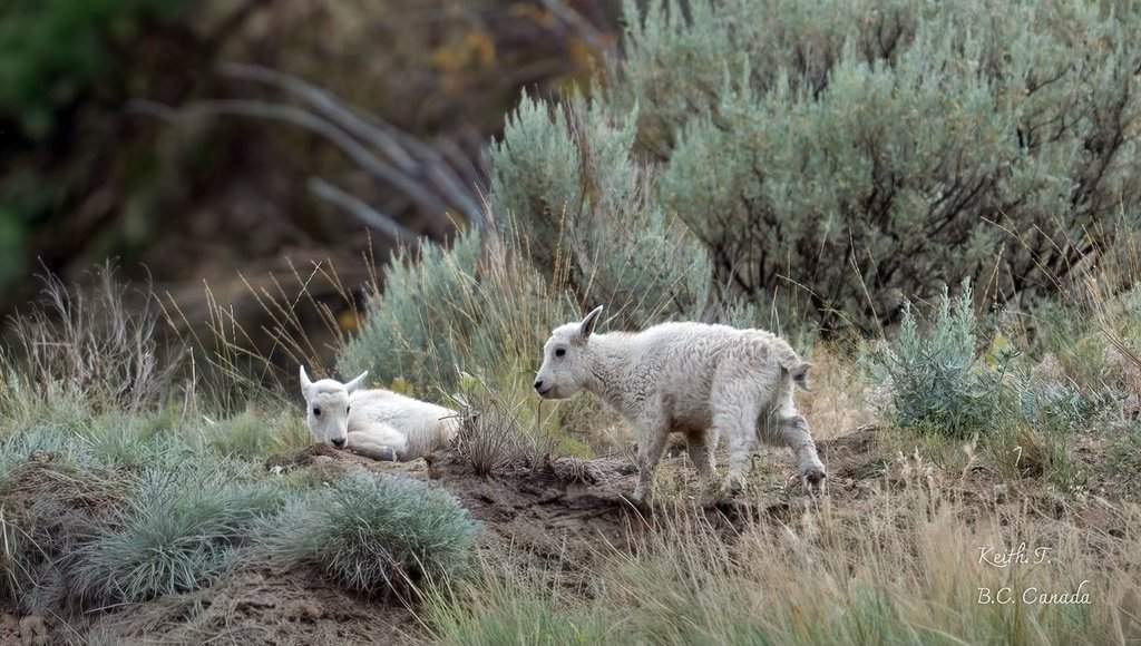 Two new-born mountain goats seen in this undated photo near Summerland, B.C. The area lies within the borders of the Bald Range fire, which forced the evacuation of the community. THE CANADIAN PRESS/Handout - Keith Tedman  (Mandatory Credit).