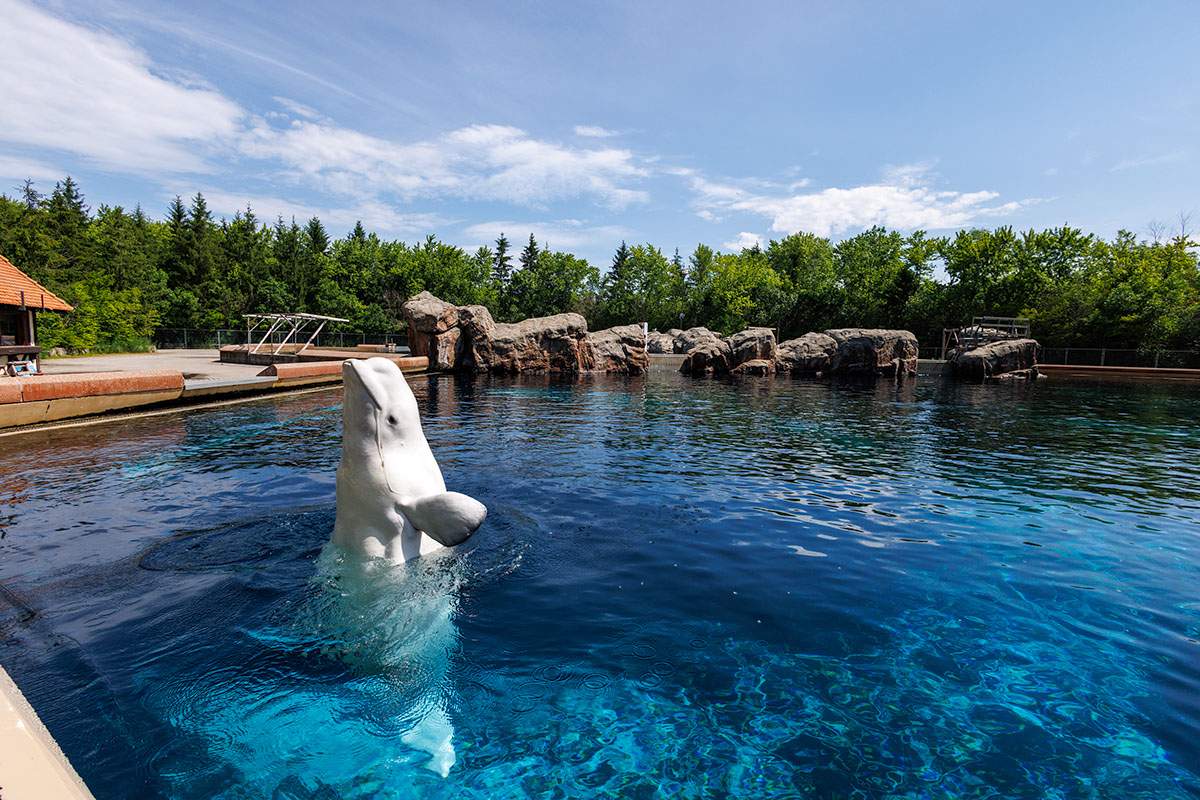 A beluga whale swims in a tank at Marineland in Niagara Falls, Ont., on Thursday, June 11, 2026.