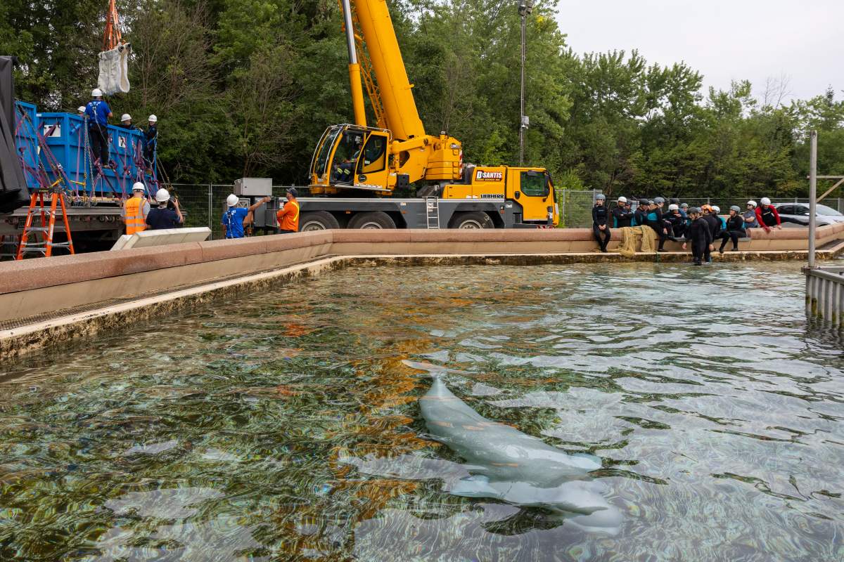 Beluga whale “Bertie Botts” swims before being transported by a group of experts from Marineland and several US aquariums onto a truck via a sling at Marineland in Niagara Falls, Ont., on Monday, July 20, 2026.