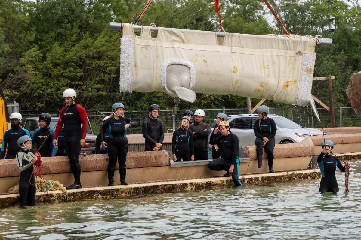 Beluga whale “Bertie Botts” is transported by a group of experts from Marineland and several US aquariums onto a truck via a sling at Marineland in Niagara Falls, Ont., on Monday, July 20, 2026.