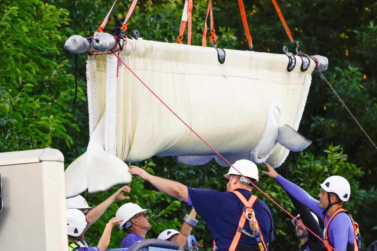 Beluga whale “Gemini” is transported by a group of experts from Marineland and several US aquariums onto a truck via a sling at Marineland in Niagara Falls, Ont., Monday, Aug. 3, 2026.