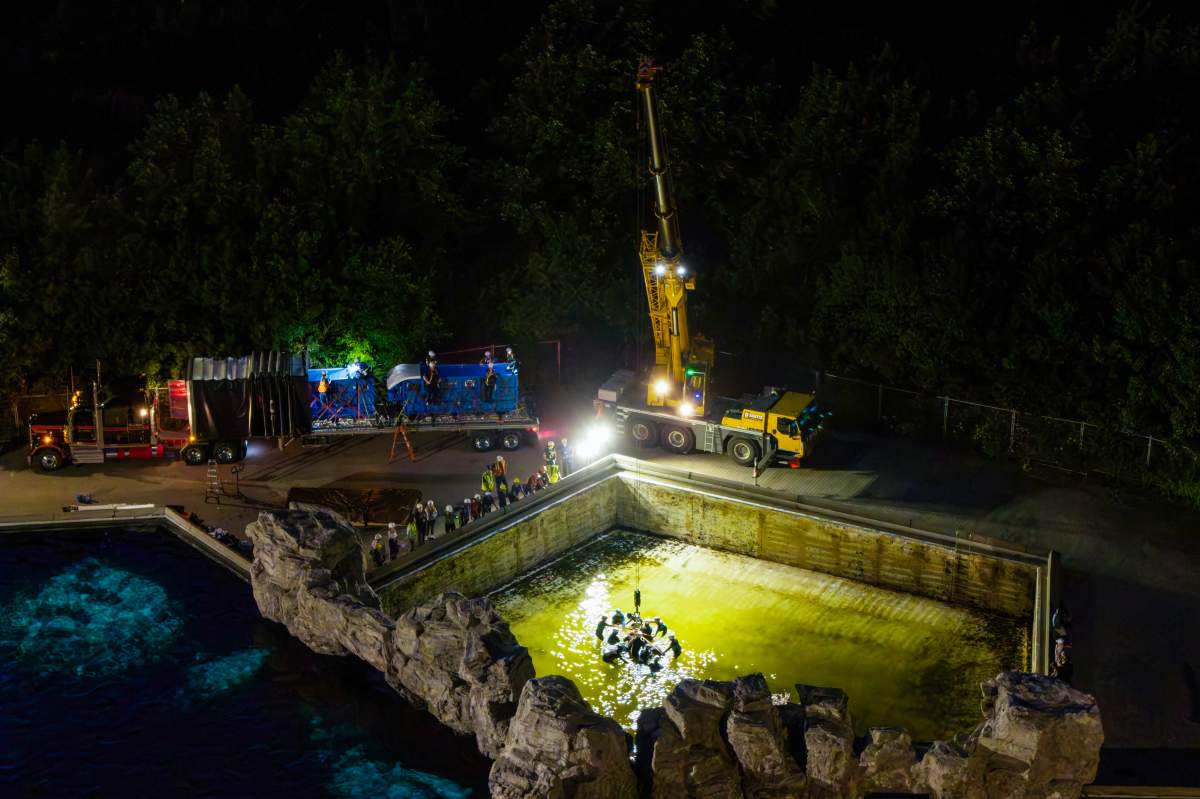 Beluga whales are transported by a group of experts from Marineland and several US aquariums onto a truck via a sling at Marineland in Niagara Falls, Ont., Monday, Aug. 3, 2026.