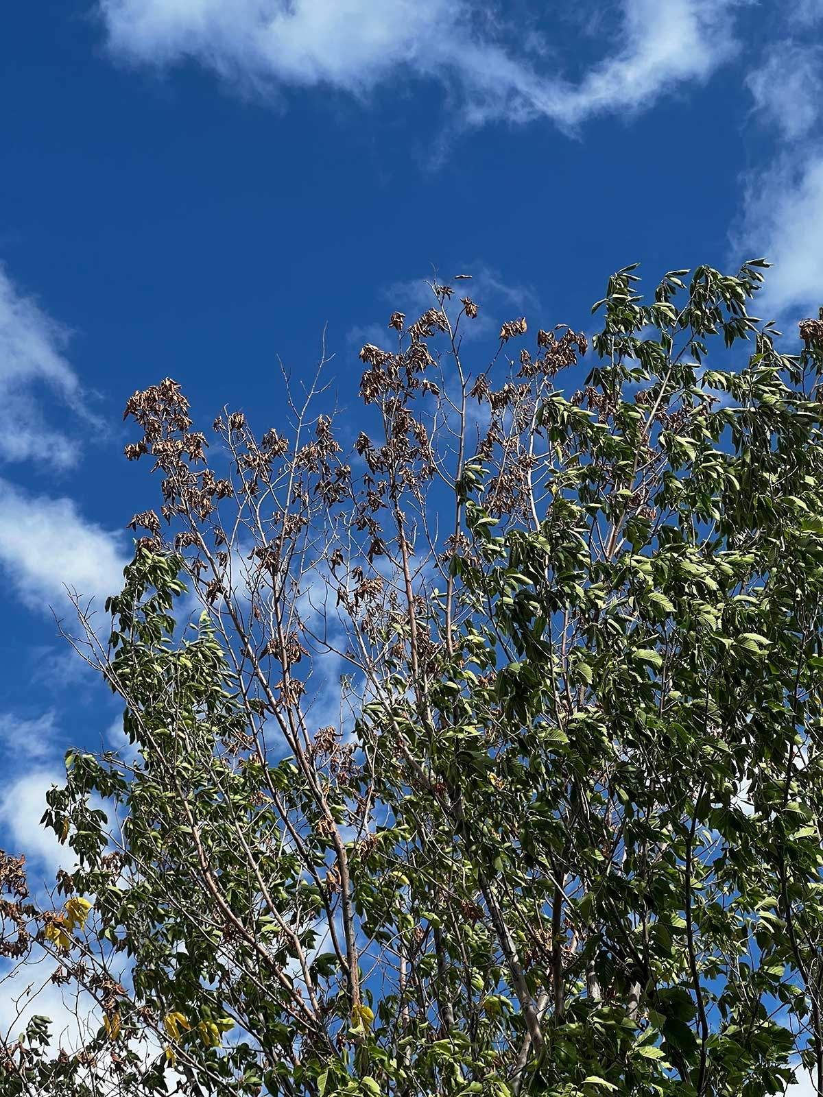 An elm with disease at top of tree.