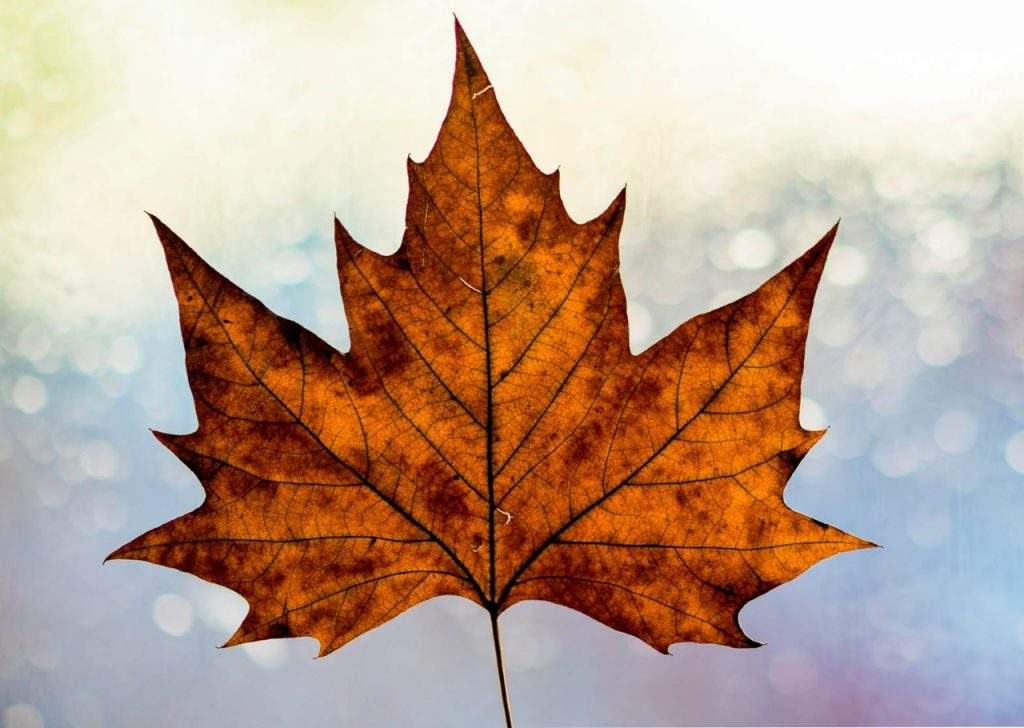 Canadian Music Festival Concert - image