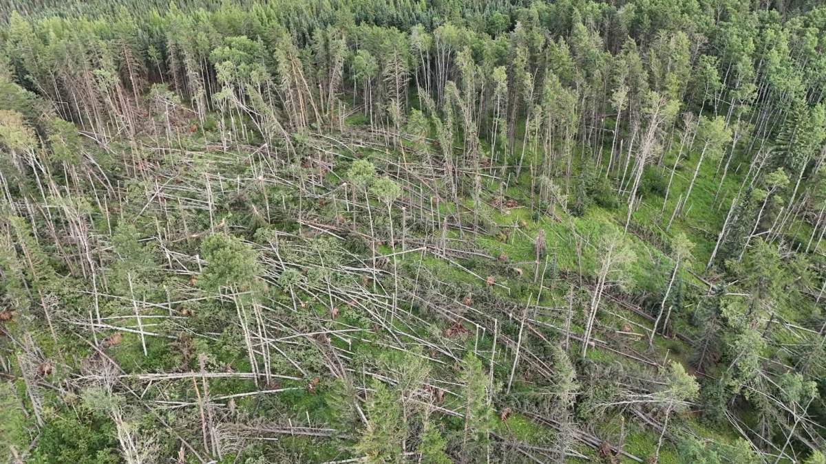 A severe thunderstorm swept across the Lac La Biche region on Aug. 1,2026, leaving a swath of destruction in the Lakeland Provincial Recreation Area and blocking a trail near Seibert Lake.