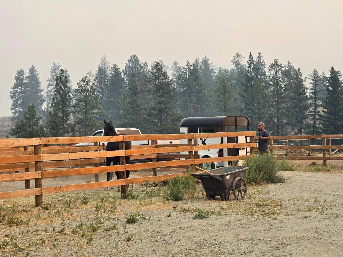 People rushed to help rescue livestock and animals from the wildfire evacuation zone near Summerland.