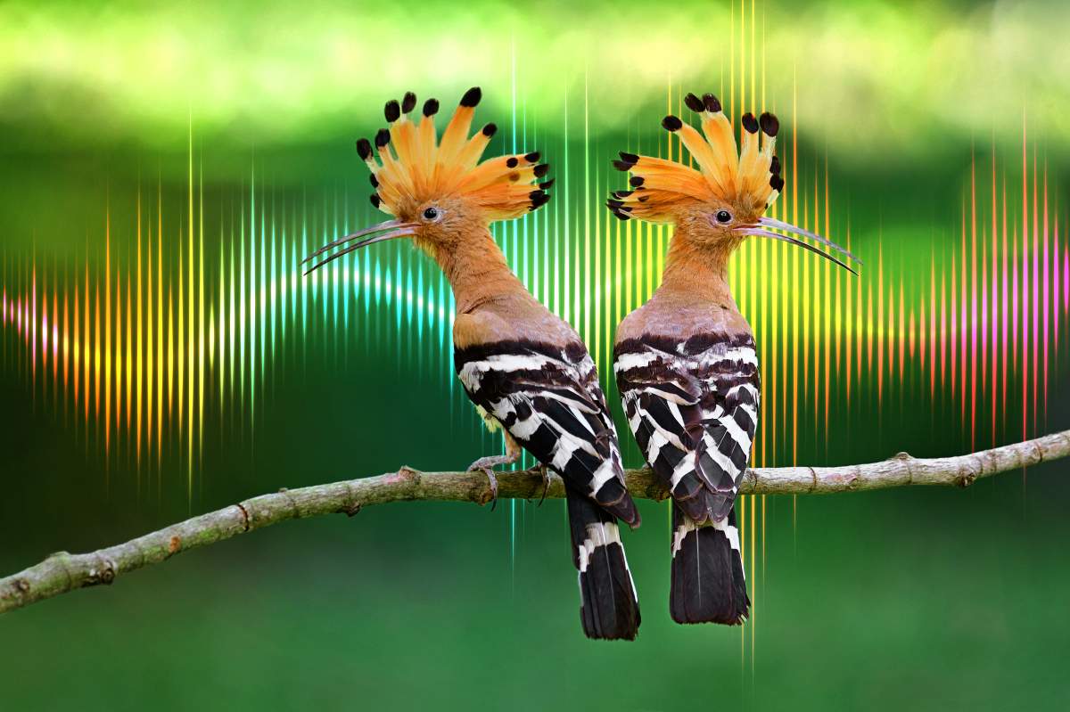 National Geographic Live presents Saving Nature’s Symphony with Ben Mirin, Supported by Global Calgary - image