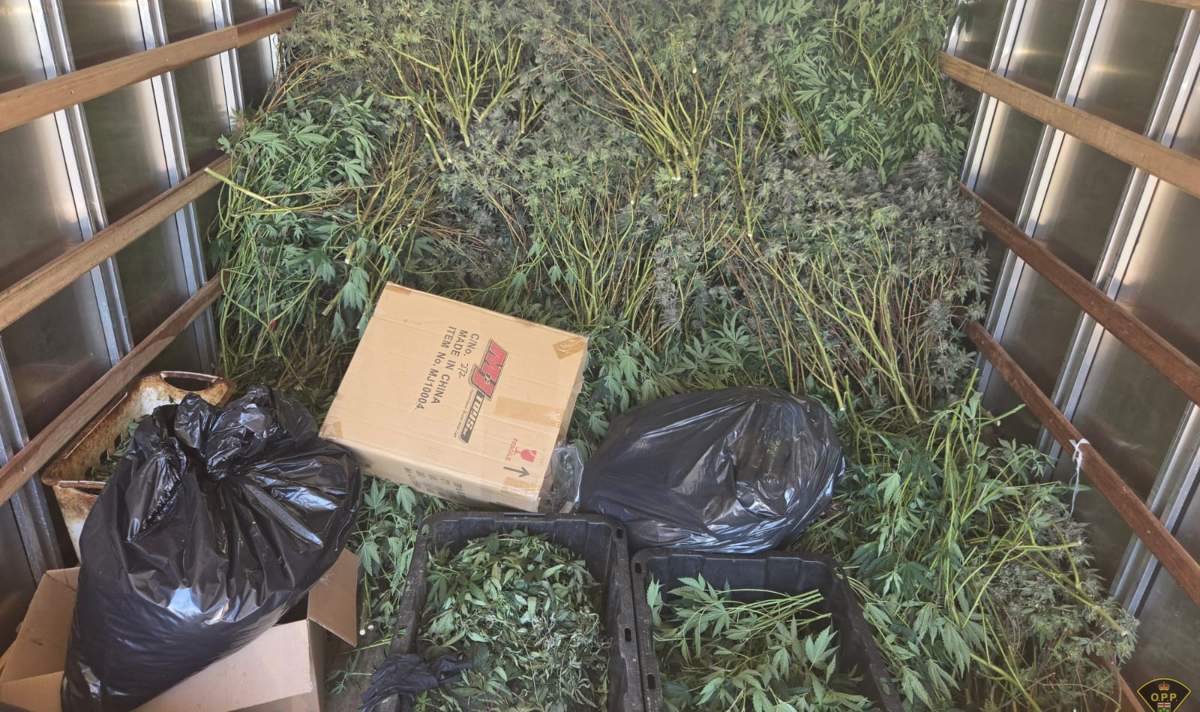 Police seize $1.5M in illegal cannabis from Brampton grow operation.