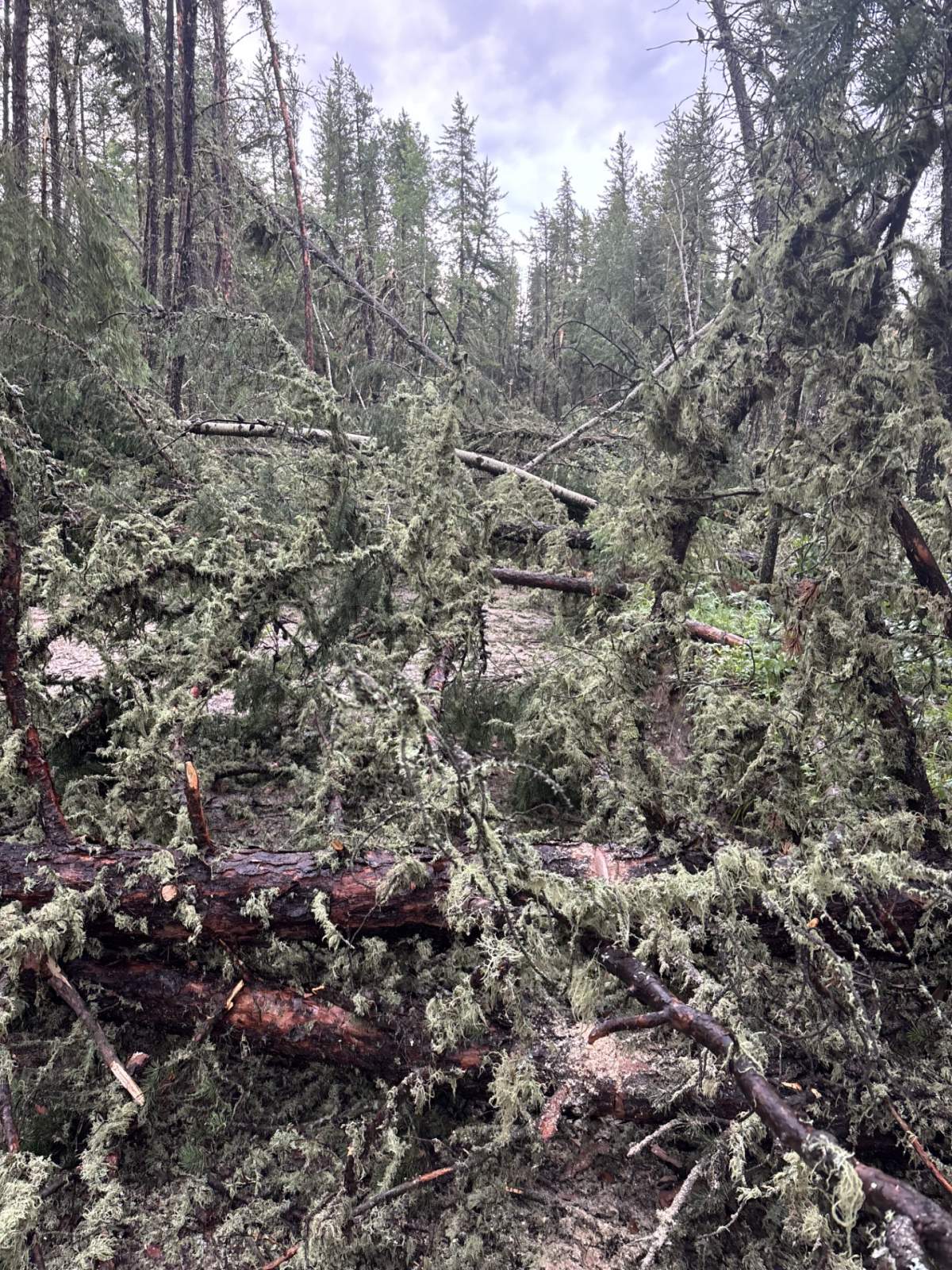 A severe thunderstorm swept across the Lac La Biche region on Aug. 1,2026, leaving a swath of destruction in the Lakeland Provincial Recreation Area and blocking a trail near Seibert Lake.