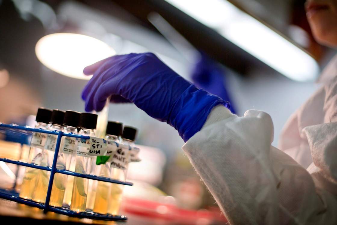 FILE - A microbiologist works with tubes of bacteria. Scientists at Standford University have used AI to build a new virus. (AP Photo/David Goldman)