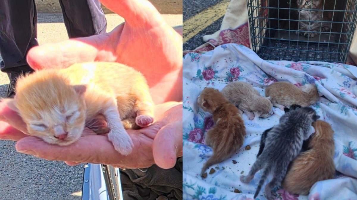A mother cat and her six newborn kittens are recovering after being rescued from beneath an OPP vehicle in North Bay.