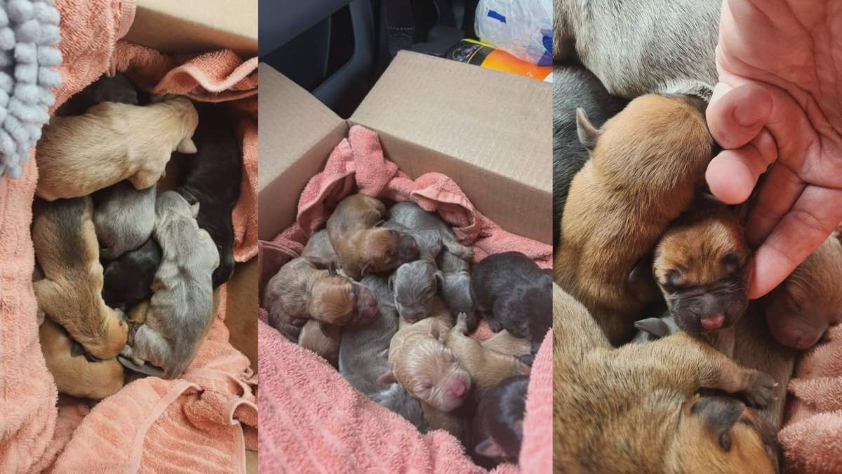 Several photos show multiple puppies that were found abandoned in a box in the city of Brantford.