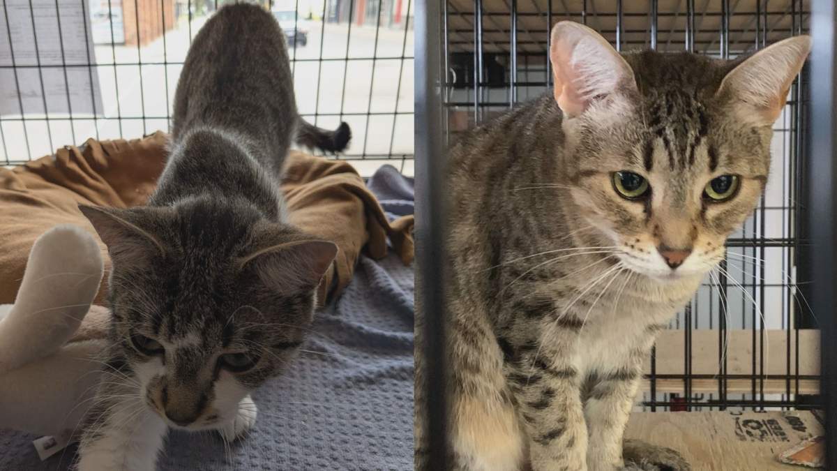 Two cats in the care of the Saving Animals' Lives Together are pictured in these provided photos.