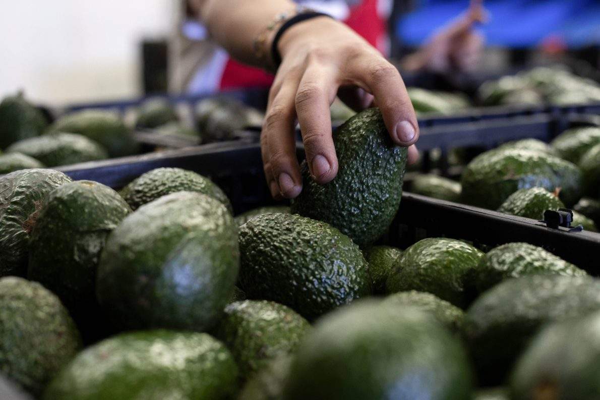 FILE - A worker packs avocados at a plant in Uruapan, Michoacan state, Mexico, Feb. 9, 2024. 