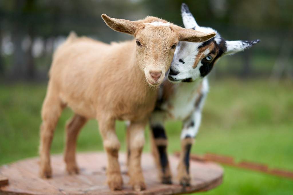 A file photo of two goats.