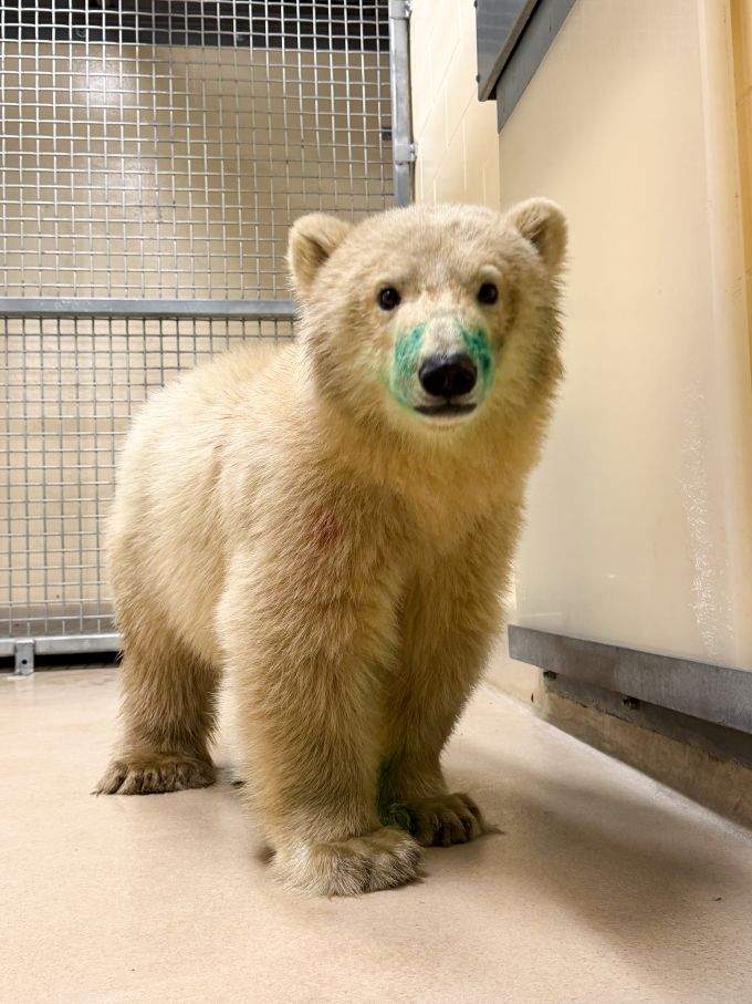 The zoo said the green dye on the cub’s face is harmless. It is from an identification tattoo he got in Churchill and will fade in the coming days.