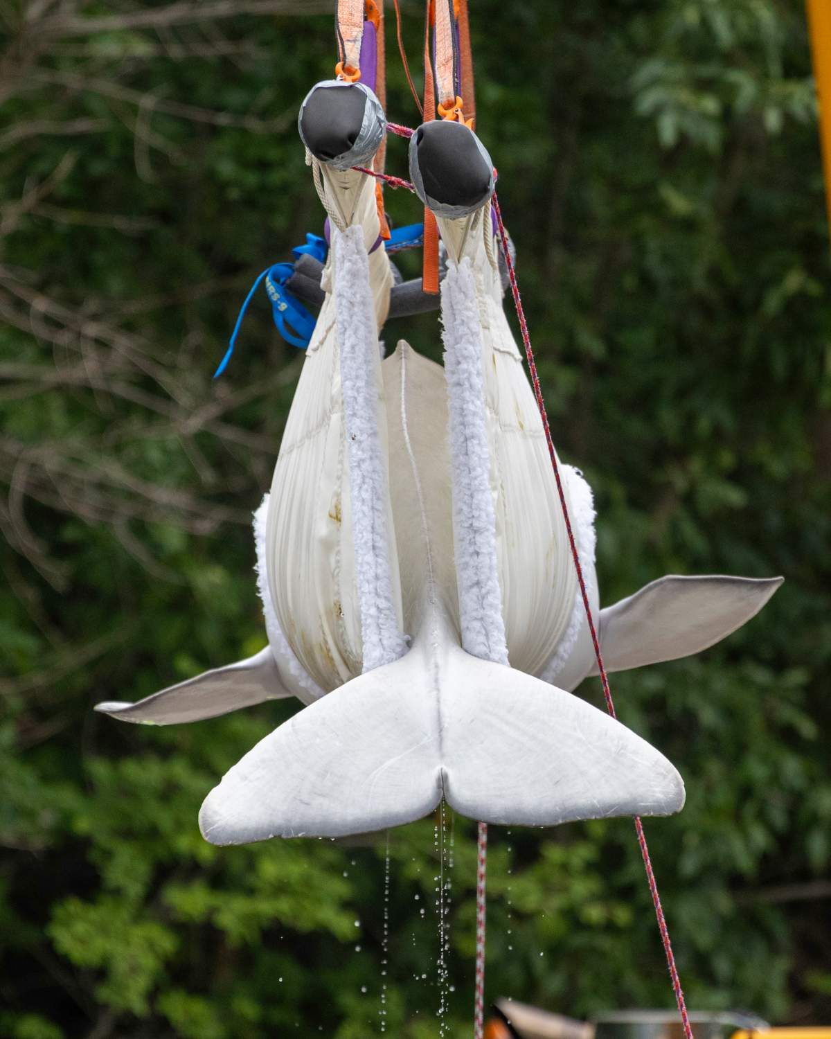 beluga transport