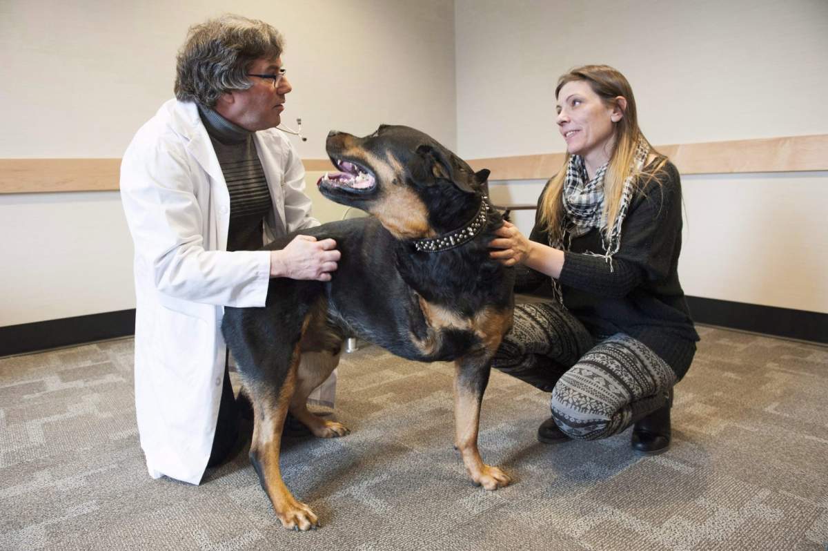 Dog