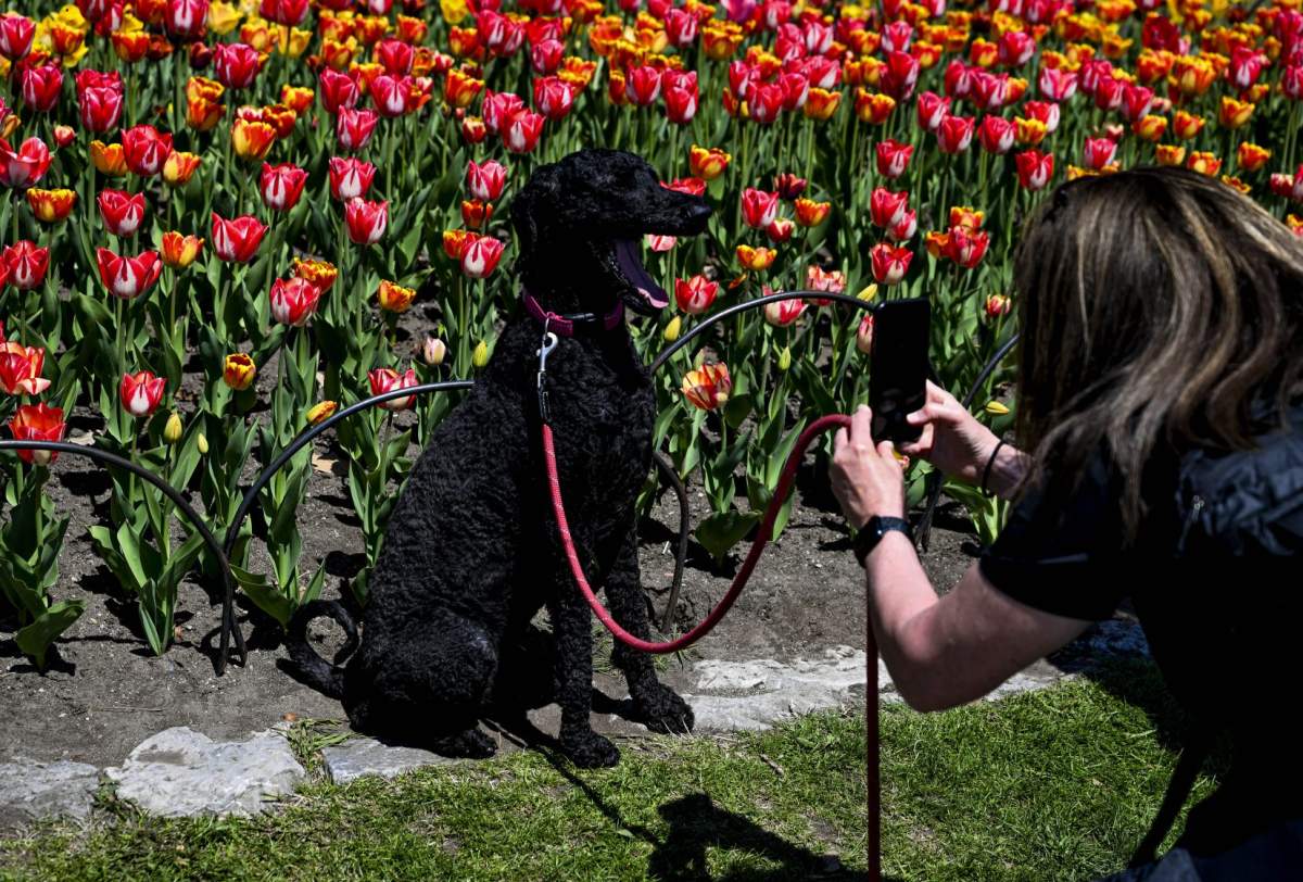 Dog posing