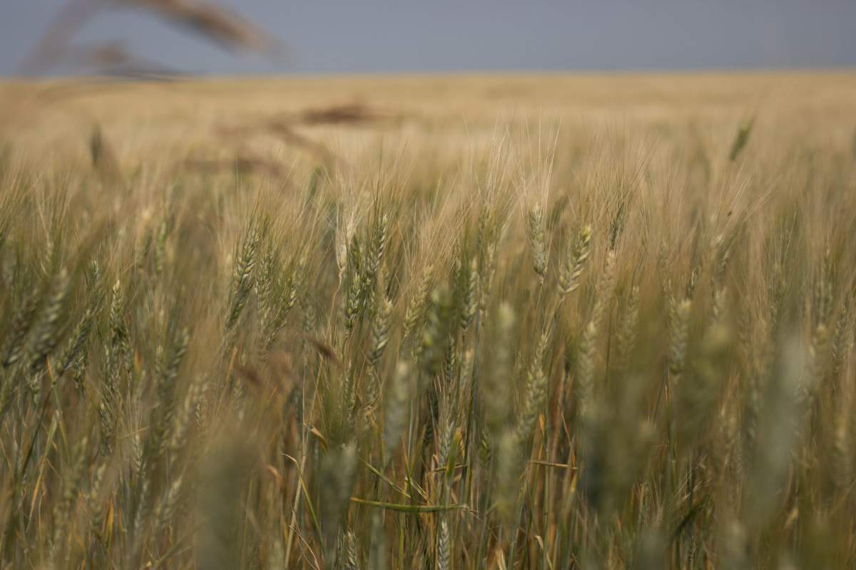 Durum wheat