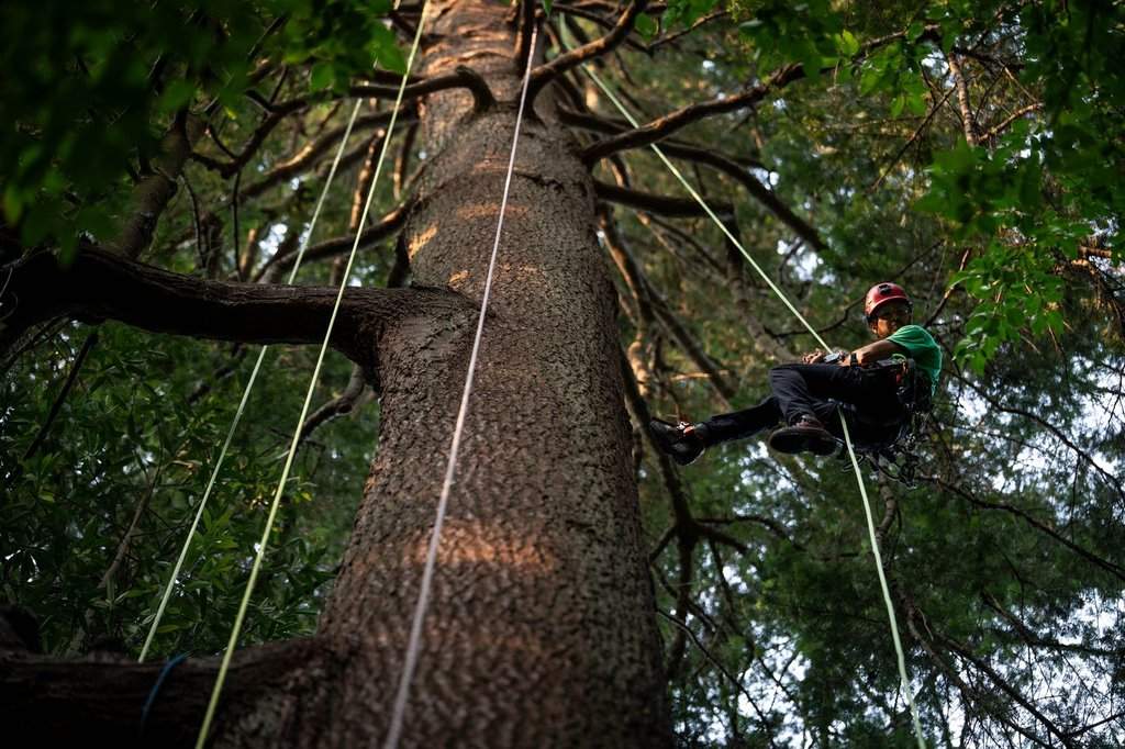 Tom Zadorsky, founder and lead guide at Cultivar Tree Tours climbs a tree at UBC Botanical Garden in Vancouver, on Thursday, Aug. 13, 2026. THE CANADIAN PRESS/Ethan Cairns.