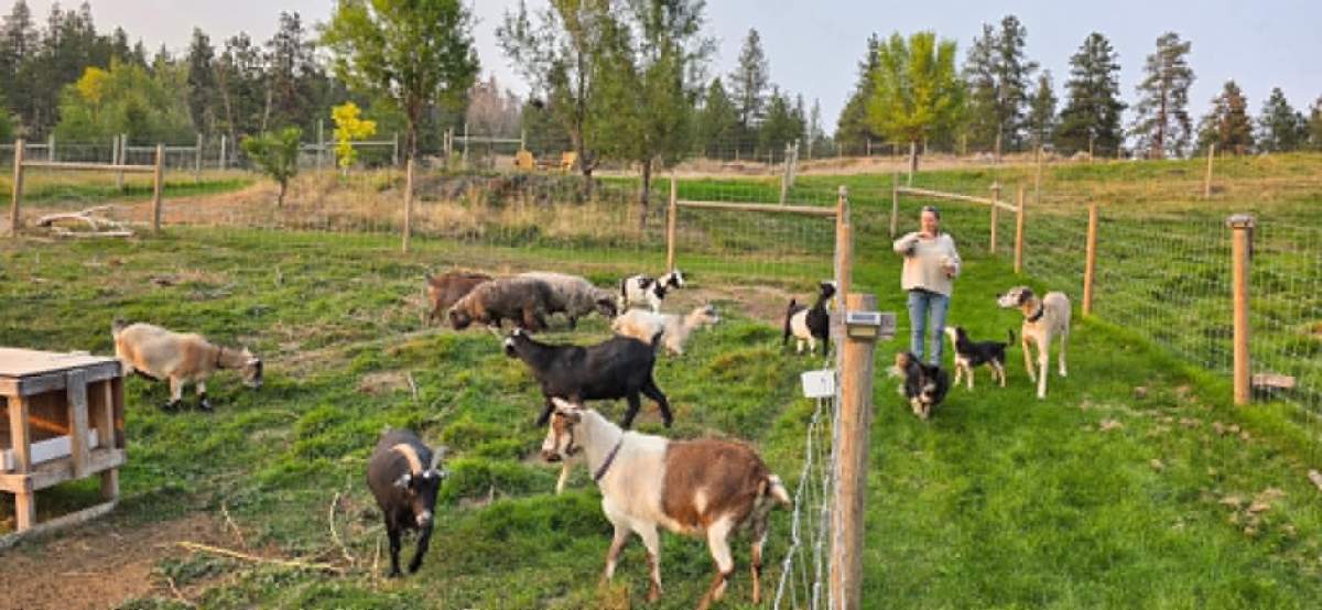 Craig Milton and his wife ran a small animal sanctuary for goats and other animals.