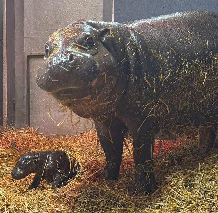 Pygmy Hippopotamus
