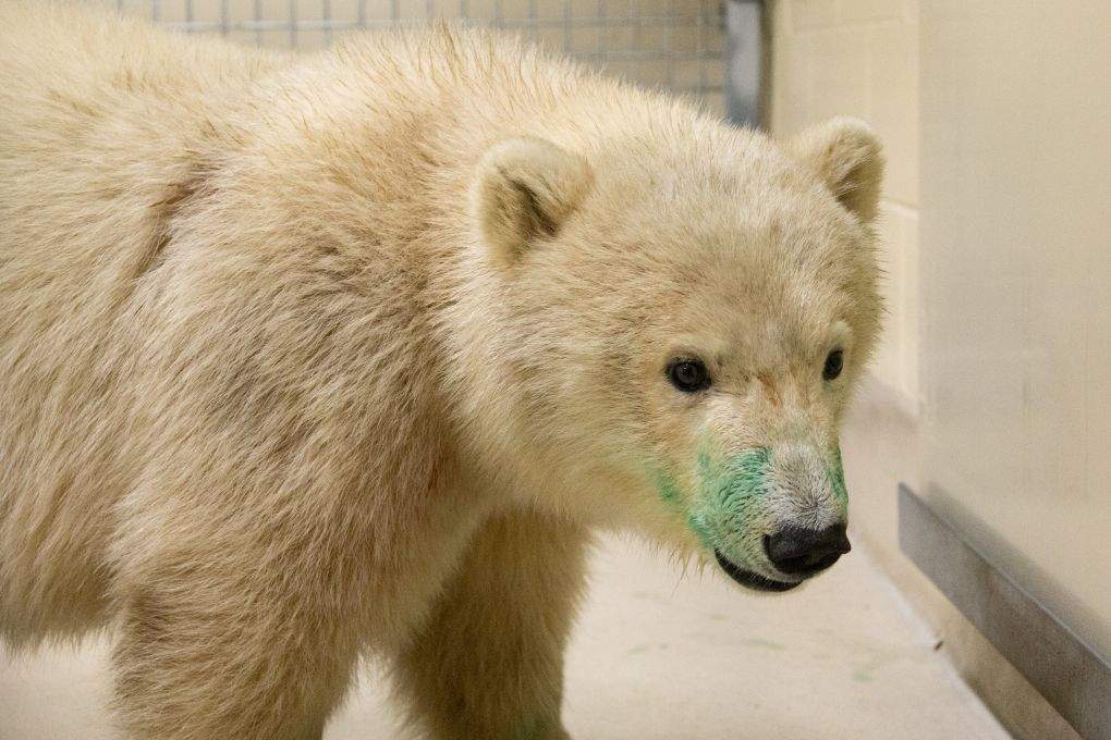 The zoo said the green dye on the cub’s face is harmless. It is from an identification tattoo he got in Churchill and will fade in the coming days.