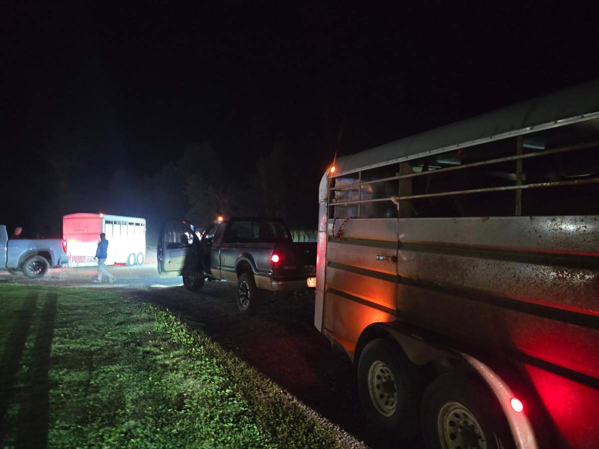 People rushed to help rescue livestock and animals from the wildfire evacuation zone near Summerland.