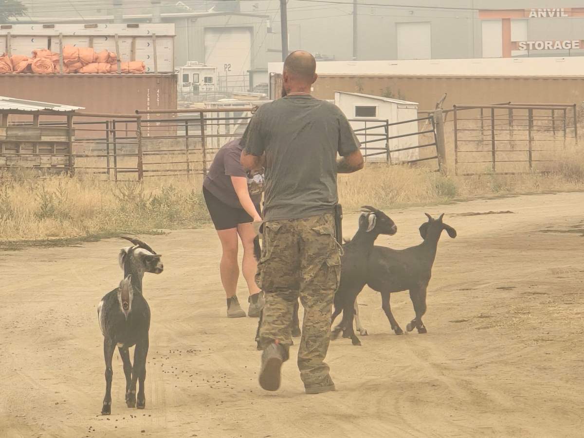 People rushed to help rescue livestock and animals from the wildfire evacuation zone near Summerland.