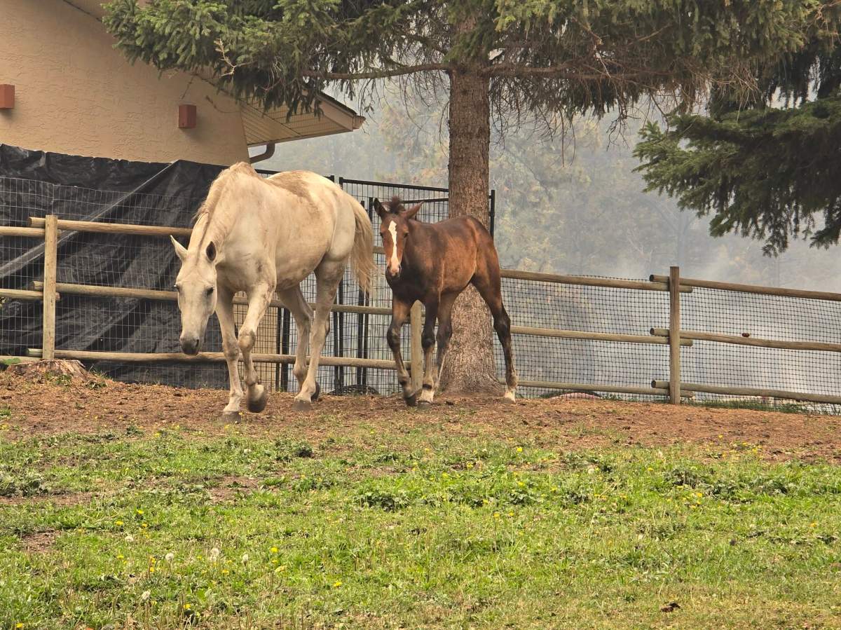 Kaz Nowlin and a team of people rushed to help remove the livestock from the area as the Bald Range wildfire closed in.