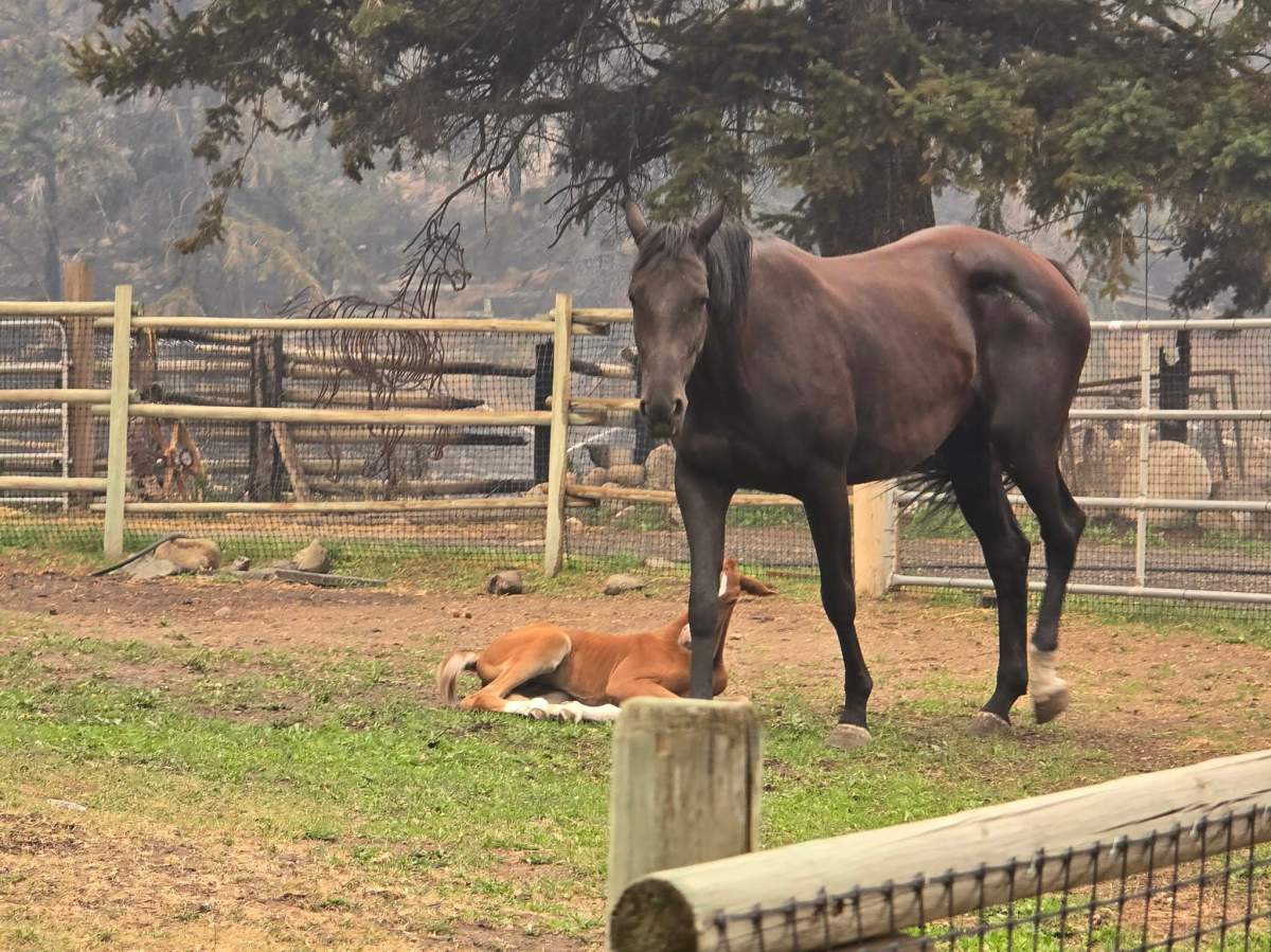 People rushed to help rescue livestock and animals from the wildfire evacuation zone near Summerland.
