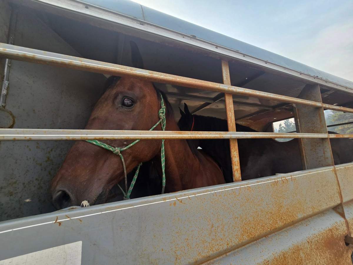 People rushed to help rescue livestock and animals from the wildfire evacuation zone near Summerland.