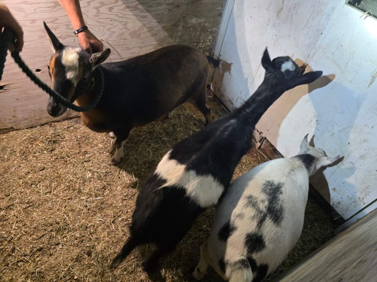 People rushed to help rescue livestock and animals from the wildfire evacuation zone near Summerland.