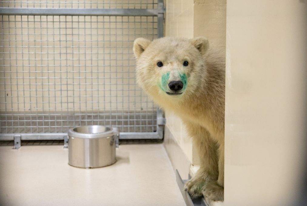 An orphaned nine-month-old polar bear cub is adjusting to his new life at the Assiniboine Park Zoo, it said.