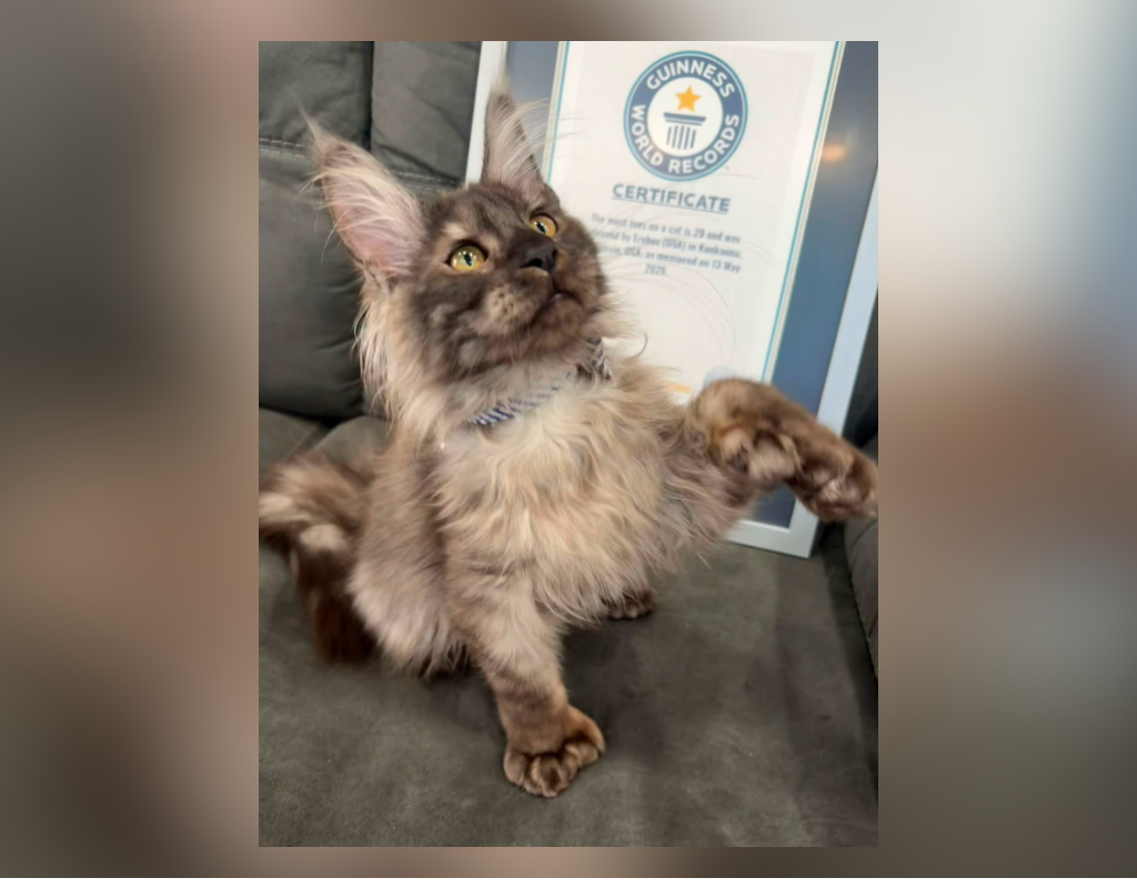 Erebus Anomaly holds the world record for the most toes on a cat.